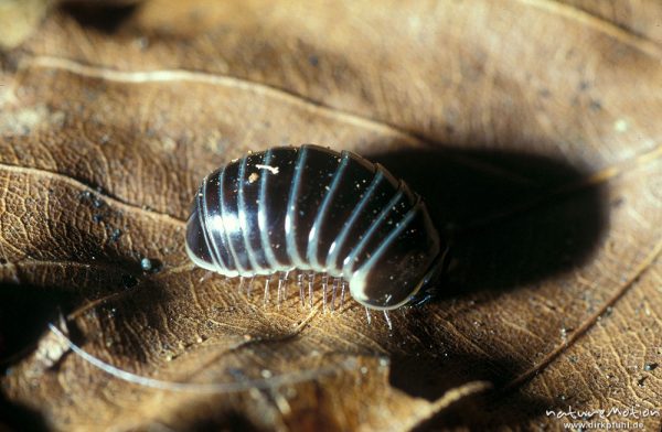 Saftkugler, Glomeris pustulata, Glomeridae
auf trockener Laubstreu, krabbelnd (siehe auch Bild 7621.0002, Göttingen, Deutschland