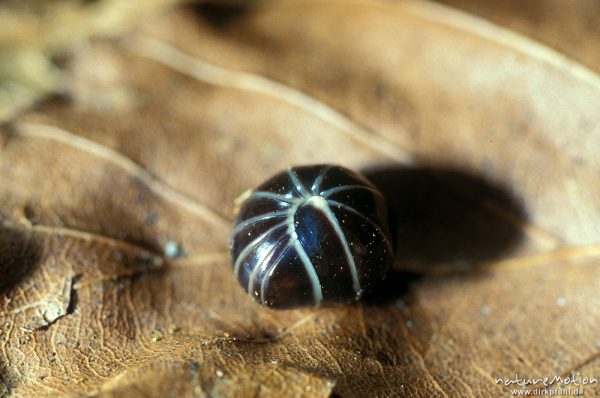 Saftkugler, Glomeris pustulata, Glomeridae
auf trockener Laubstreu, eingekugelt (siehe auch Bild 7621.0002, Göttingen, Deutschland