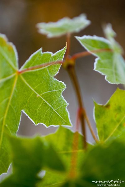 Spitz-Ahorn, Acer platanoides, Aceraceae, Blätter mit Raureif, Schößling am Wegrand, Nationalpark Hainich, Craula, Deutschland