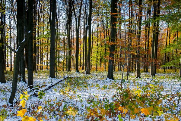 Herbstwald mit dünner Schneedecke, Rot-Buchen, Eichen und Kastanien, Laubfärbung, Nationalpark Hainich, Craula, Deutschland