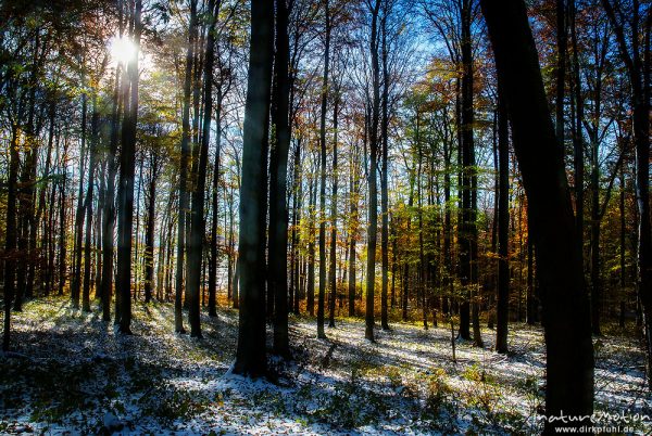 Herbstwald mit dünner Schneedecke, Rot-Buchen, Eichen und Kastanien, Laubfärbung, Nationalpark Hainich, Mehrfachbelichtung scharf/unscharf, Craula, Deutschland