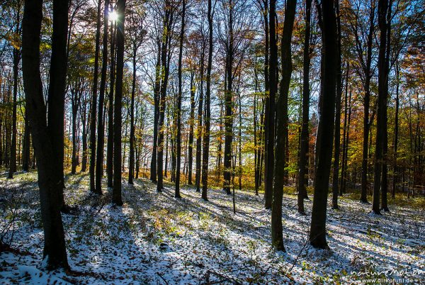 Herbstwald mit dünner Schneedecke, Rot-Buchen, Eichen und Kastanien, Laubfärbung, Nationalpark Hainich, Craula, Deutschland