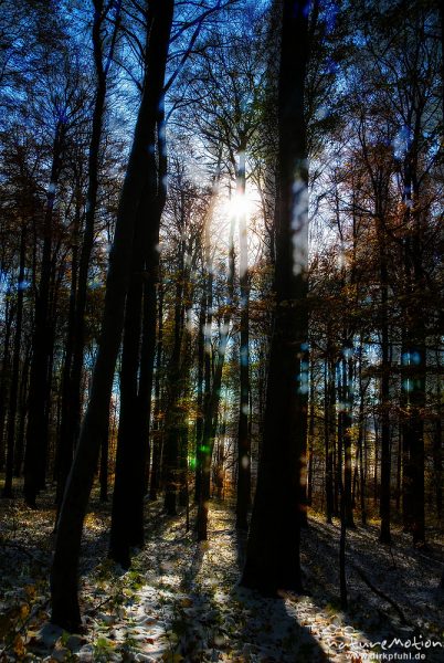 Herbstwald mit dünner Schneedecke, Rot-Buchen, Eichen und Kastanien, Laubfärbung, Nationalpark Hainich, Mehrfachbelichtung scharf/unscharf, Craula, Deutschland