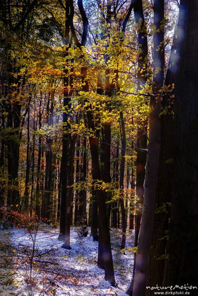 Herbstwald mit dünner Schneedecke, Rot-Buchen, Eichen und Kastanien, Laubfärbung, Nationalpark Hainich, Mehrfachbelichtung scharf/unscharf, Craula, Deutschland