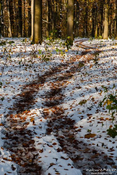 Waldweg, Herbstwald mit dünner Schneedecke, Rot-Buchen, Eichen und Kastanien, Laubfärbung, Nationalp, Craula, Deutschland
