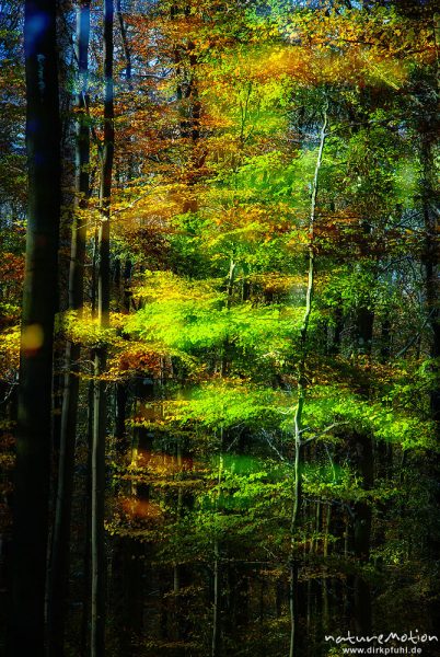 Herbstwald mit dünner Schneedecke, Rot-Buchen, Eichen und Kastanien, Laubfärbung, Nationalpark Hainich, Mehrfachbelichtung scharf/unscharf, Craula, Deutschland