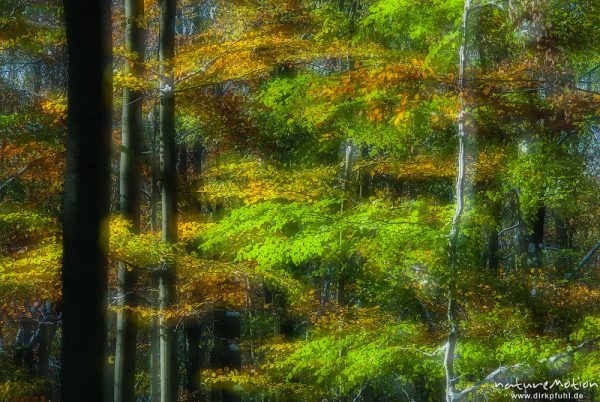 Herbstwald mit dünner Schneedecke, Rot-Buchen, Eichen und Kastanien, Laubfärbung, Nationalpark Hainich, Mehrfachbelichtung scharf/unscharf, Craula, Deutschland