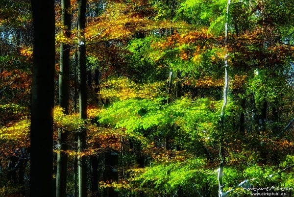 Herbstwald mit dünner Schneedecke, Rot-Buchen, Eichen und Kastanien, Laubfärbung, Nationalpark Hainich, Mehrfachbelichtung scharf/unscharf, Craula, Deutschland