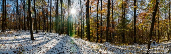 Herbstwald mit dünner Schneedecke, Rot-Buchen, Eichen und Kastanien, Laubfärbung, Nationalpark Hainich, Craula, Deutschland