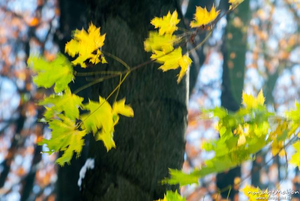 Herbstwald mit dünner Schneedecke, Rot-Buchen, Eichen und Kastanien, Laubfärbung, Nationalpark Hainich, Bewegungsunschärfe, Craula, Deutschland