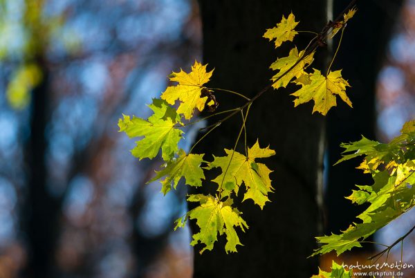 Herbstwald mit dünner Schneedecke, Rot-Buchen, Eichen und Kastanien, Laubfärbung, Nationalpark Hainich, Craula, Deutschland