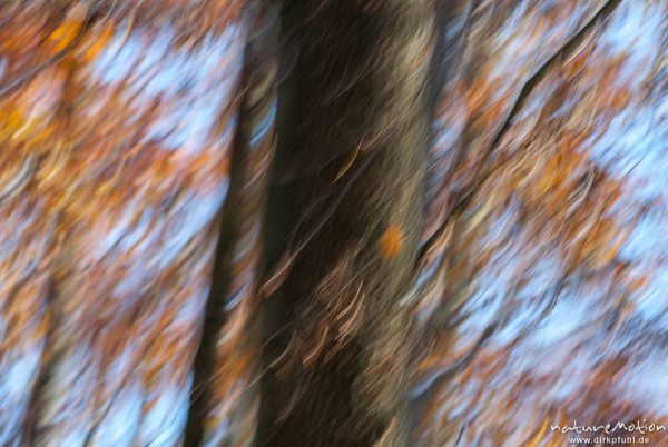 Laubfall, mitgezogen, abstrakte Muster, Herbstwald mit dünner Schneedecke, Rot-Buchen, Eichen und Kastanien, Laubfärbung, Nationalpark Hainich, Craula, Deutschland