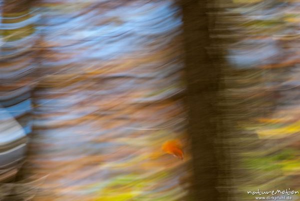 Laubfall, mitgezogen, abstrakte Muster, Herbstwald mit dünner Schneedecke, Rot-Buchen, Eichen und Kastanien, Laubfärbung, Nationalpark Hainich, Craula, Deutschland