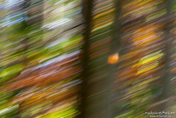 Laubfall, mitgezogen, abstrakte Muster, Herbstwald mit dünner Schneedecke, Rot-Buchen, Eichen und Kastanien, Laubfärbung, Nationalpark Hainich, Craula, Deutschland