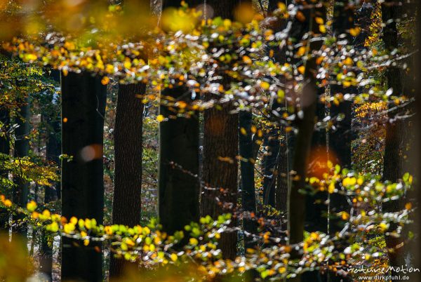 Laubfall, Herbstwald mit dünner Schneedecke, Rot-Buchen, Eichen und Kastanien, Laubfärbung, Nationalpark Hainich, Craula, Deutschland