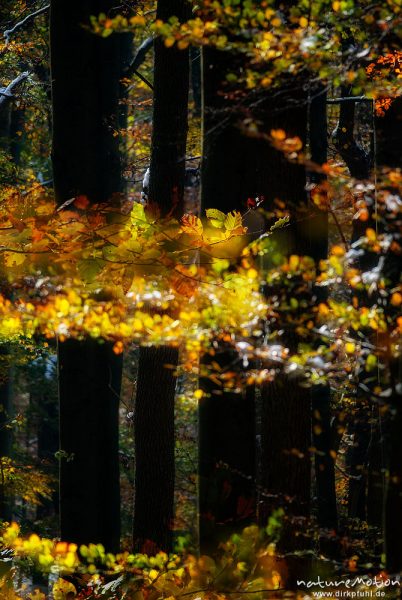 Herbstwald mit dünner Schneedecke, Rot-Buchen, Eichen und Kastanien, Laubfärbung, Nationalpark Hainich, Mehrfachbelichtung scharf/unscharf, Craula, Deutschland