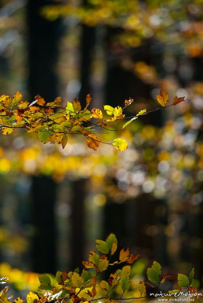 Herbstwald mit dünner Schneedecke, Rot-Buchen, Eichen und Kastanien, Laubfärbung, Nationalpark Hainich, Craula, Deutschland