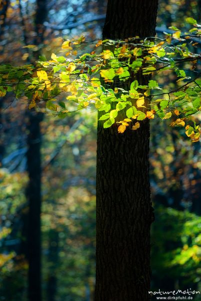 Herbstwald mit dünner Schneedecke, Rot-Buchen, Eichen und Kastanien, Laubfärbung, Nationalpark Hainich, Mehrfachbelichtung scharf/unscharf, Craula, Deutschland