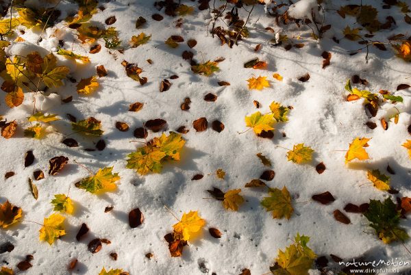 Laubstreu auf Schneedecke, Herbstwald mit dünner Schneedecke, Rot-Buchen, Eichen und Kastanien, Laubfärbung, Nationalpark Hainich, Craula, Deutschland