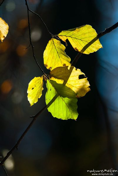 Buchenlaub im Gegenlicht, Herbstwald mit dünner Schneedecke, Rot-Buchen, Eichen und Kastanien, Laubfärbung, Nationalpark Hainich, Craula, Deutschland