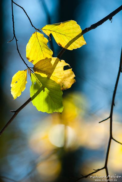 Buchenlaub im Gegenlicht, Herbstwald mit dünner Schneedecke, Rot-Buchen, Eichen und Kastanien, Laubfärbung, Nationalpark Hainich, Craula, Deutschland