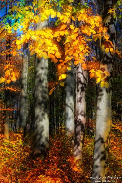 Herbstwald mit dünner Schneedecke, Rot-Buchen, Eichen und Kastanien, Laubfärbung, Nationalpark Hainich, Mehrfachbelichtung scharf/unscharf, Craula, Deutschland