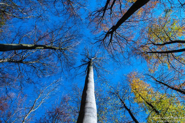 Baumkronen, Blick von unten vertikal nach oben, Herbstwald mit dünner Schneedecke, Rot-Buchen, Eichen und Kastanien, Laubfärbung, Nationalpark Hainich, Craula, Deutschland