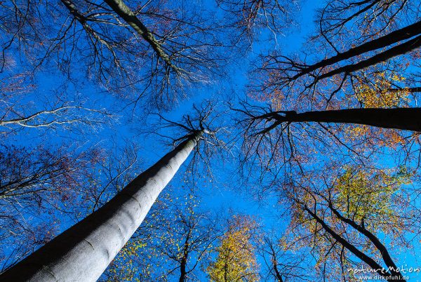 Baumkronen, Blick von unten vertikal nach oben, Herbstwald mit dünner Schneedecke, Rot-Buchen, Eichen und Kastanien, Laubfärbung, Nationalpark Hainich, Craula, Deutschland