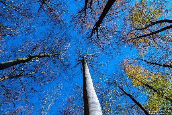 Baumkronen, Blick von unten vertikal nach oben, Herbstwald mit dünner Schneedecke, Rot-Buchen, Eichen und Kastanien, Laubfärbung, Nationalpark Hainich, Craula, Deutschland