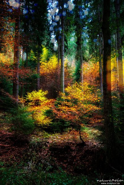 Herbstlaub, bunt gefärbte junge Buchen im Fichtenforst, Doppelbelichtung scharf/unscharf, Reiffenhausen, Deutschland