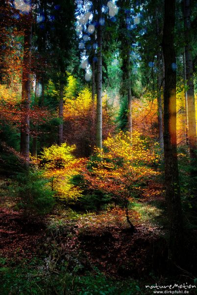 Herbstlaub, bunt gefärbte junge Buchen im Fichtenforst, Doppelbelichtung scharf/unscharf, Reiffenhausen, Deutschland
