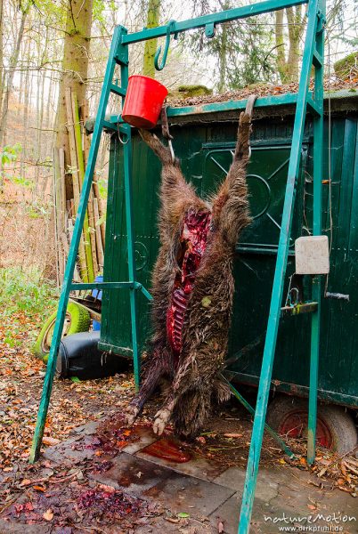 Wildschwein, Sus scrofa, Echte Schweine (Suidae), totes Tier hängt zum ausbluten an einem Gestell, Reiffenhausen, Deutschland