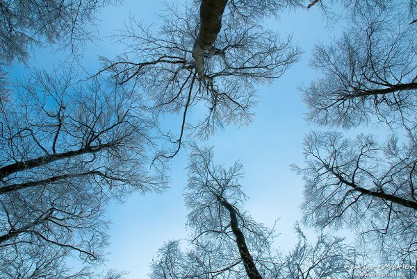 Äste vor blauem Himmel, Winterwald, Buchenwald mit Schnee und Raureif, Hoher Hagen bei Dransfeld, Dransfeld, Deutschland