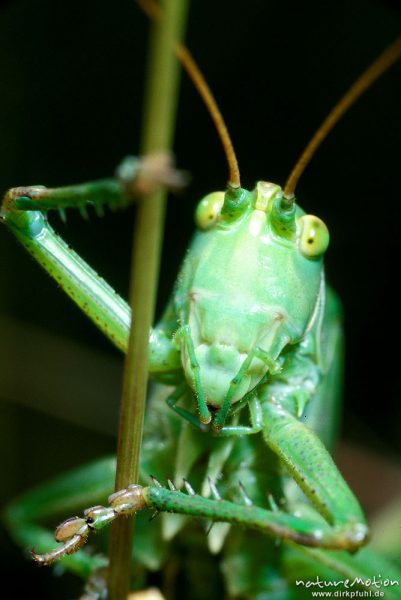 Grünes Heupferd Männchen, Tettigonia viridissima, Heupferde
sitzend an Grashalm, von vorn, Kopf, Mundwerkzeuge, Vorderbeine, Portrait!, Göttingen, Deutschland