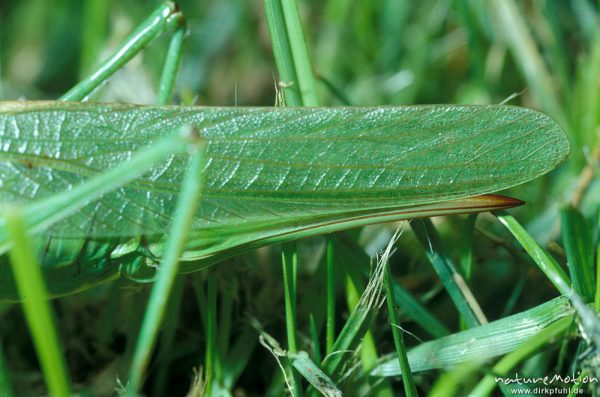 Grünes Heupferd Weibchen, Tettigonia viridissima, Heupferde
im Gras, seitlich, Detailansicht Legeröhre, Göttingen, Deutschland