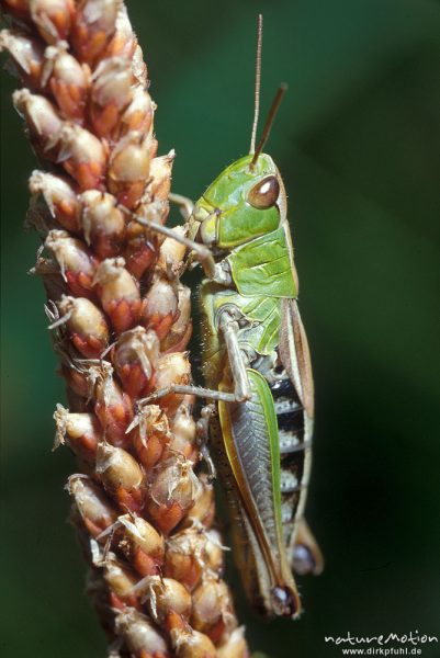 Gemeiner Grashüpfer Weibchen, Chorthippus parallelus, Grashüpfer
sitzend an Gras, seitlich, dunkler Hintergrund, Göttingen, Deutschland