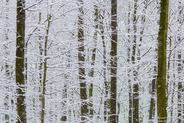 Winterwald, verschneiter Buchenwald, Schneefall, Göttinger Wald, Göttingen, Deutschland
