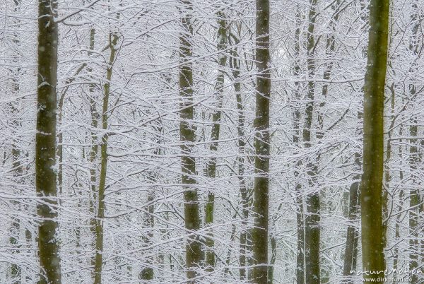 Winterwald, verschneiter Buchenwald, Schneefall, Göttinger Wald, Mehrfachbelichtung, Göttingen, Deutschland