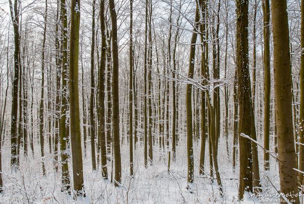 Winterwald, verschneiter Buchenwald, Schneefall, Göttinger Wald, Göttingen, Deutschland