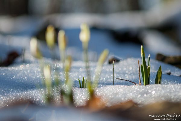 Märzenbecher, Leucojum vernum, Amaryllidaceae, erster Trieb inmitten von Schneeresten, Westerberg, A nature document - not arranged nor manipulated, Göttingen, Deutschland