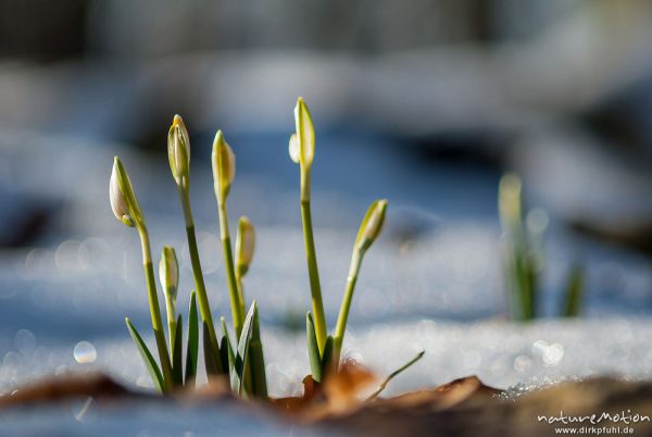 Märzenbecher, Leucojum vernum, Amaryllidaceae, erster Trieb inmitten von Schneeresten, Westerberg, A nature document - not arranged nor manipulated, Göttingen, Deutschland