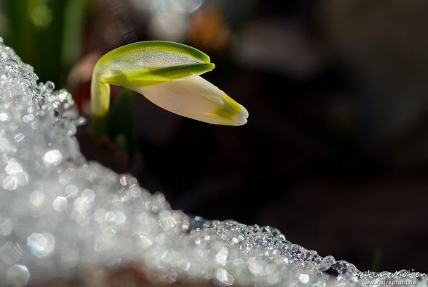 Märzenbecher, Leucojum vernum, Amaryllidaceae, erster Trieb inmitten von Schneeresten, Westerberg, A nature document - not arranged nor manipulated, Göttingen, Deutschland