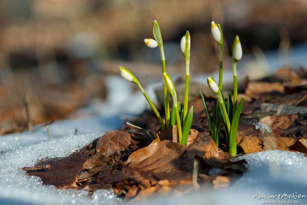 Märzenbecher, Leucojum vernum, Amaryllidaceae, erster Trieb inmitten von Schneeresten, Westerberg, A nature document - not arranged nor manipulated, Göttingen, Deutschland