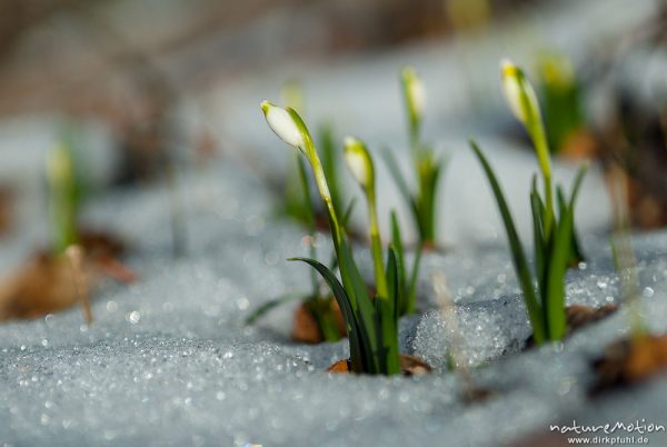 Märzenbecher, Leucojum vernum, Amaryllidaceae, erster Trieb inmitten von Schneeresten, Westerberg, A nature document - not arranged nor manipulated, Göttingen, Deutschland