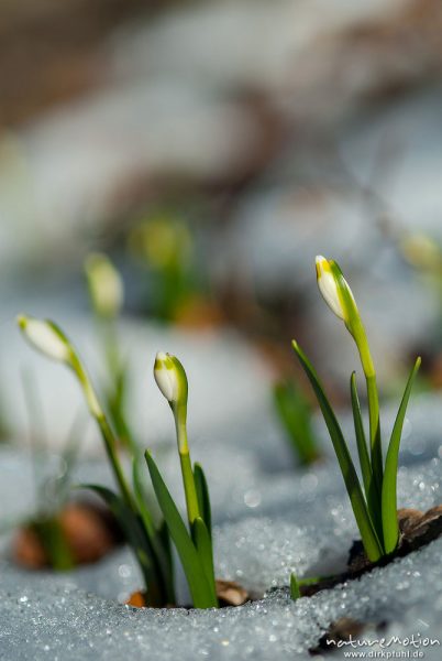 Märzenbecher, Leucojum vernum, Amaryllidaceae, erster Trieb inmitten von Schneeresten, Westerberg, A nature document - not arranged nor manipulated, Göttingen, Deutschland