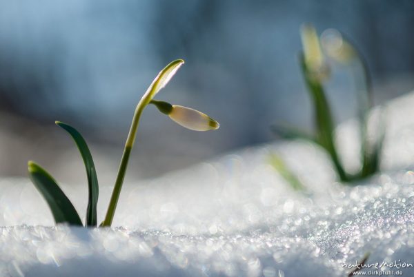 Märzenbecher, Leucojum vernum, Amaryllidaceae, erster Trieb inmitten von Schneeresten, Westerberg, A nature document - not arranged nor manipulated, Göttingen, Deutschland