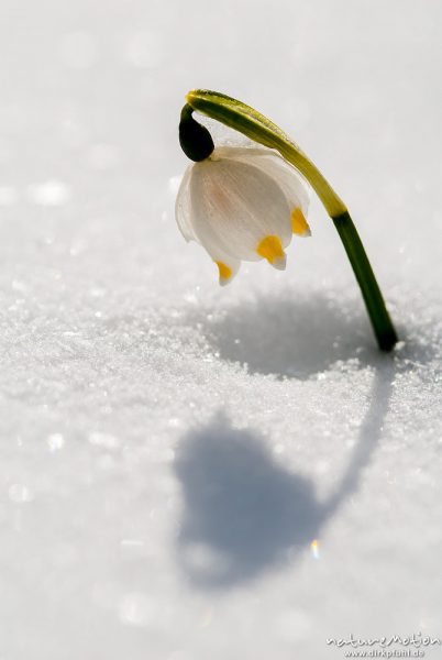 Märzenbecher, Leucojum vernum, Amaryllidaceae, erste Blüten bedeckt von Neuschnee, Westerberg, A nature document - not arranged nor manipulated, Göttingen, Deutschland
