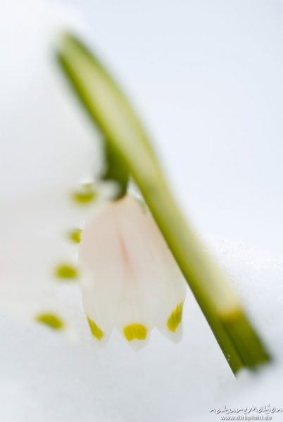Märzenbecher, Leucojum vernum, Amaryllidaceae, erste Blüten bedeckt von Neuschnee, Westerberg, A nat, Göttingen, Deutschland