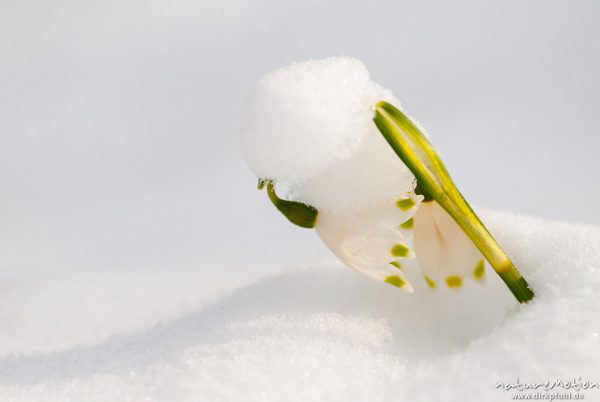 Märzenbecher, Leucojum vernum, Amaryllidaceae, erste Blüten bedeckt von Neuschnee, Westerberg, A nature document - not arranged nor manipulated, Göttingen, Deutschland