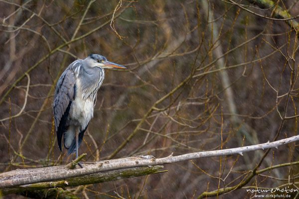 Graureiher, Ardea cinerea, Ardeidae, juvenil / Jungtier, sitzt auf überhängedem Ast am Seeufer, Schneeschauer, Kiessee, A nature document - not arranged nor manipulated, Göttingen, Deutschland